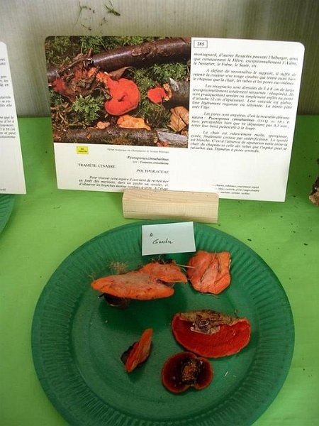 2008 10 Expo Bergerie Rambouillet 67